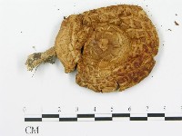 登錄號:F0004870藏品圖，第3張
