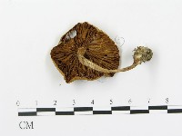 登錄號:F0004871藏品圖，第1張