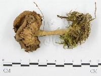 登錄號:F0004872藏品圖，第1張