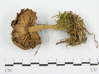 登錄號:F0004872藏品圖，第4張