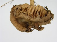 登錄號:F0004872藏品圖，第5張