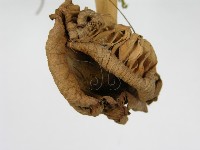 登錄號:F0004872藏品圖，第6張