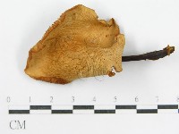 登錄號:F0004873藏品圖，第1張
