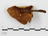 登錄號:F0004873藏品圖，第4張