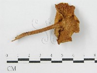 登錄號:F0004873藏品圖，第5張