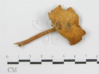 登錄號:F0004873藏品圖，第6張