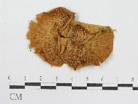 登錄號:F0004874藏品圖，第1張
