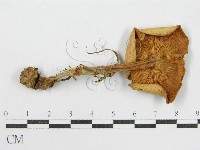 登錄號:F0004875藏品圖，第1張