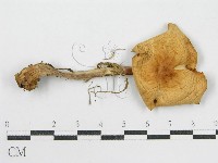 登錄號:F0004875藏品圖，第3張