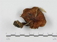 登錄號:F0004877藏品圖，第1張