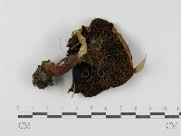 登錄號:F0004877藏品圖，第3張