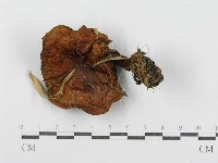 登錄號:F0004877藏品圖，第4張