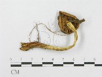 登錄號:F0004878藏品圖，第1張
