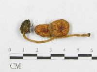 登錄號:F0004879藏品圖，第3張