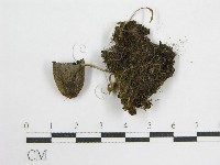 鬼傘屬藏品圖，第1張