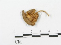 登錄號:F0004884藏品圖，第1張