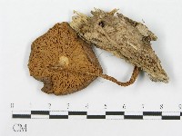 登錄號:F0004885藏品圖，第1張