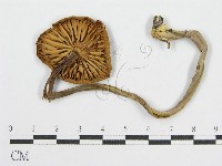 登錄號:F0004886藏品圖，第1張