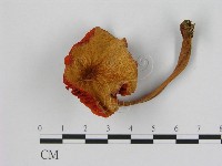 登錄號:F0004887藏品圖，第1張