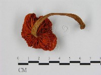 登錄號:F0004887藏品圖，第3張