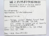 微皮傘屬藏品圖，第2張