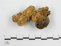 微皮傘屬藏品圖，第1張