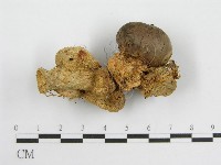 微皮傘屬藏品圖，第3張