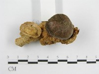 微皮傘屬藏品圖，第4張