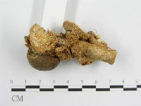 微皮傘屬藏品圖，第5張