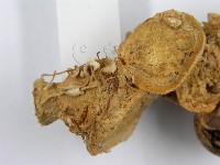 微皮傘屬藏品圖，第6張