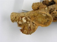 微皮傘屬藏品圖，第7張