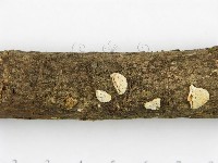 登錄號:F0004890藏品圖，第3張