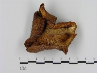 登錄號:F0004891藏品圖，第3張