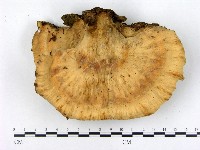 登錄號:F0004893藏品圖，第1張