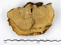 登錄號:F0004893藏品圖，第3張