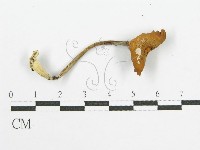 登錄號:F0004895藏品圖，第5張