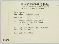 小菇屬藏品圖，第2張