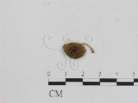 小菇屬藏品圖，第1張