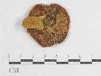 登錄號:F0004904藏品圖，第1張