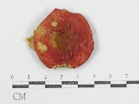 登錄號:F0004904藏品圖，第3張