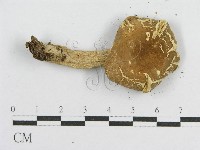 登錄號:F0004905藏品圖，第3張