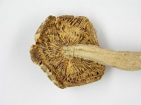 登錄號:F0004905藏品圖，第4張