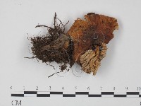 登錄號:F0004906藏品圖，第1張