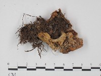 登錄號:F0004906藏品圖，第3張