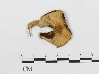 登錄號:F0004907藏品圖，第3張