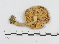 登錄號:F0004908藏品圖，第1張