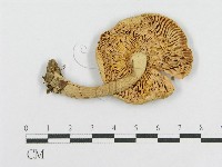 登錄號:F0004908藏品圖，第4張