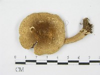 登錄號:F0004908藏品圖，第5張