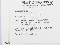 紅菇屬藏品圖，第2張