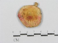 紅菇屬藏品圖，第3張